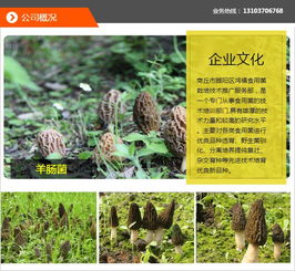 羊肚菌种植技术核心关键词：菌种选择、土壤处理、温度湿度、病虫害防治