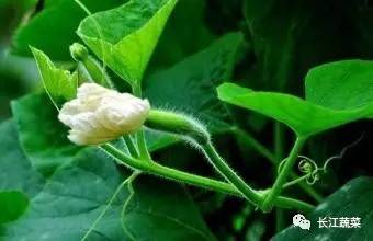 瓠瓜高产种植技术，关注瓠瓜种植过程中的问题与挑战
