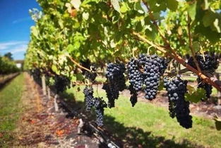 请注意不要wan全清除它， 请保存大约一厘米的叶柄，仅留下马铃薯葡萄藤，并根据葡萄藤的数量切成两个部分。