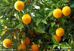 桔子树上种什么花？美化环境又提高果实品质！