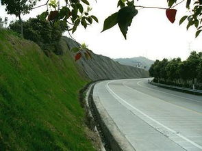 高速公路边坡绿化那些花儿