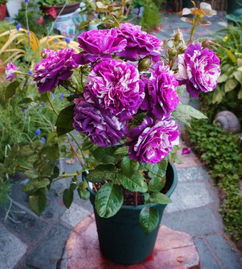 温度湿度，月季的“舒适区”