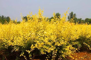 除虫菊种植攻略：从播种到收获，打造绿色家园！