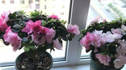 牡丹花不能进家？听听老花匠怎么说