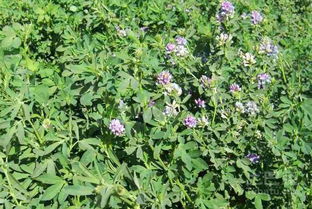 种植草类，究竟有何优势？