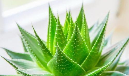 芦荟栽培攻略：从选种到管理