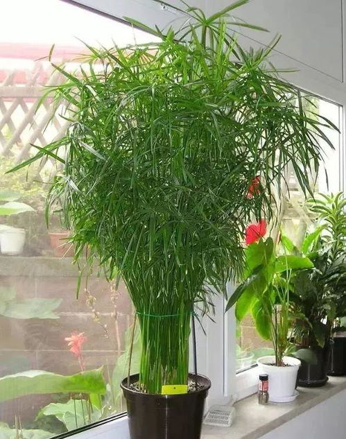 三、盆栽竹子，养护有技巧