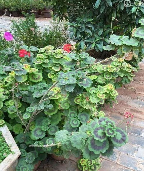 万年青品种多，要怎么挑选呢？