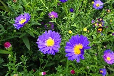 种植紫花地丁， 简单又容易