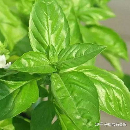 罗勒香草，别名九层塔