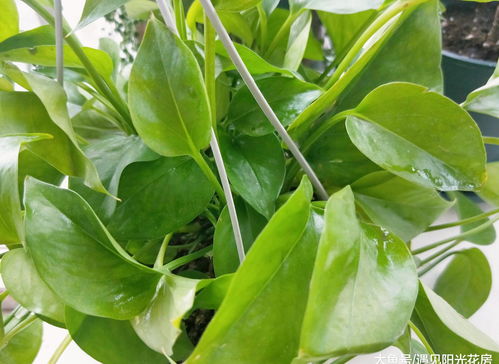 原因二：水分不足