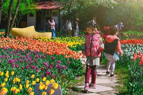 郁金香和风信子