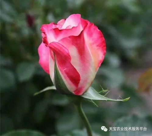 甲基托布津可以用于月季灌根吗？多菌灵多久使用一次最合适？
