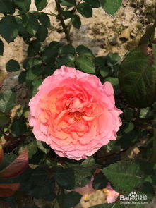 1. 选择耐寒品种