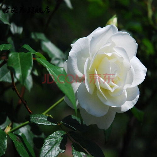 月季花的世界， 美得让人心动