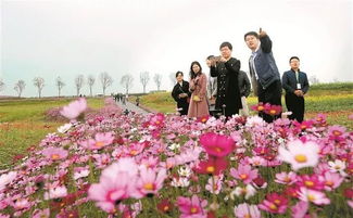 花香四溢·诗意盎然花海