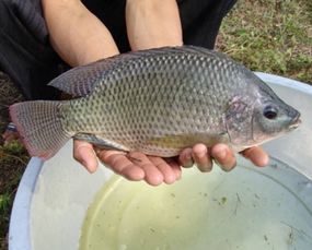 罗非鱼饲料中常用的原料有哪些？