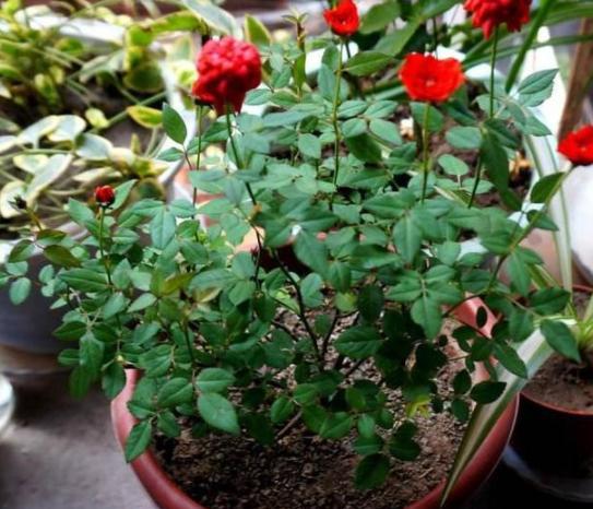 自制月季花杀虫剂，怎样做效果最好，对花朵无伤害？