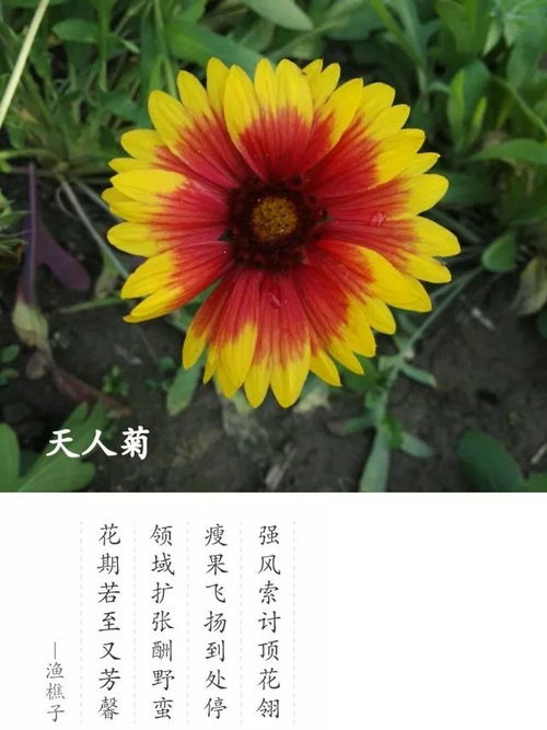 “天人菊花语中，每一瓣菊花都蕴含着怎样的美丽心灵