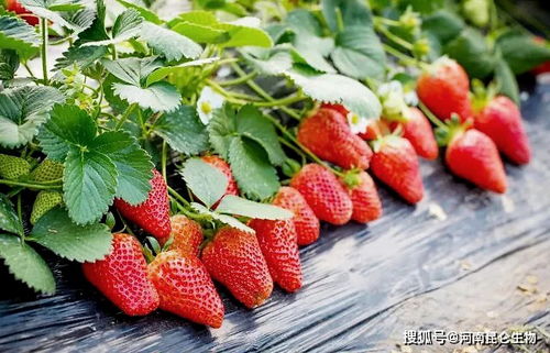 草莓种植秘诀：选对品种