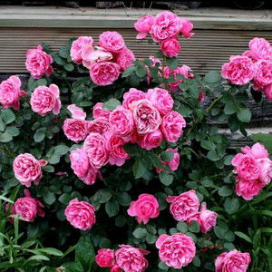 月季的花期是多长呢？