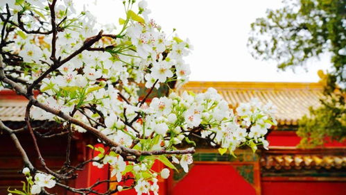 春天校园的花坛， 五彩斑斓的世界