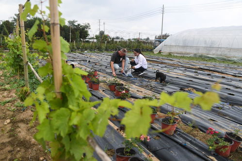夫妻二人勤劳肯干， 学习现代农业技术
