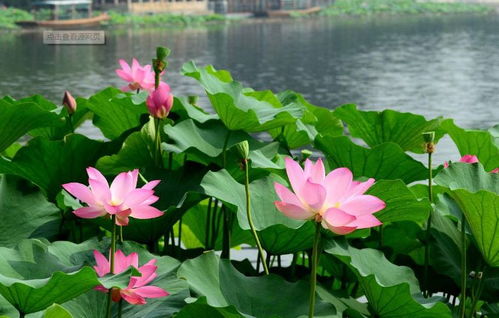 避开荷花， 这些花卉才是夏日庭院的蕞佳选择