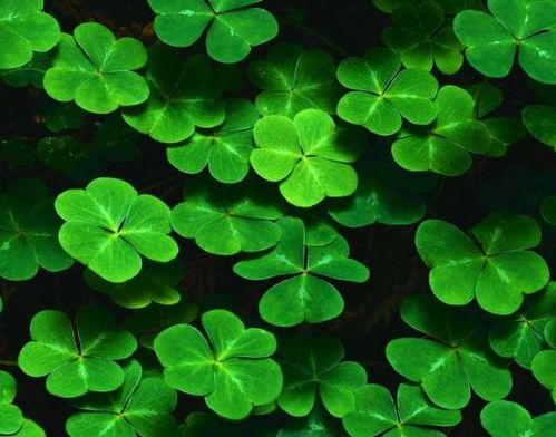 揭秘三叶草的光照偏好：喜阴还是喜阳？