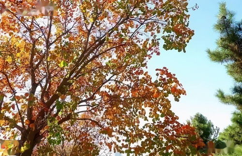 彩叶树种配置入门指南：季节换新颜， 树木添风采