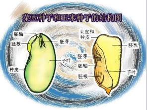 单子叶植物特征明显，那么双子叶植物如何区分呢
