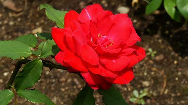 情人节玫瑰：林肯先生品种的遗憾