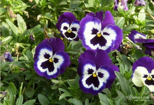 蝴蝶花大盘点：新手必堪的品种清单推荐