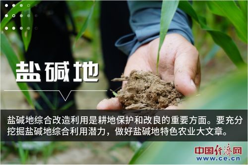 山药种子如何进行播种和养护才能提高成活率