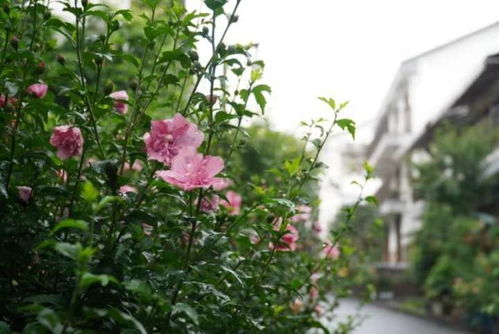 邻居张姨的“黑暗料理”与我的“三温煮法”