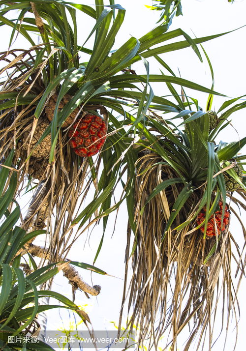 气候条件的隐形推手