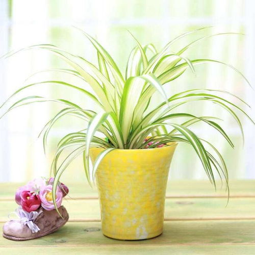 吊兰喜光但怕晒，养护要点全攻略！