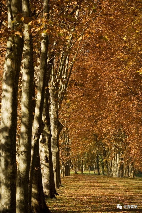 杨树的两种称呼