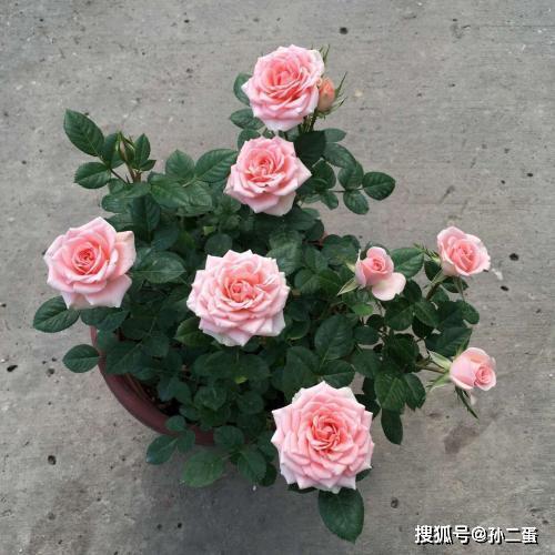 月季光照不足的原因是什么？缺少阳光会导致月季生长不良吗