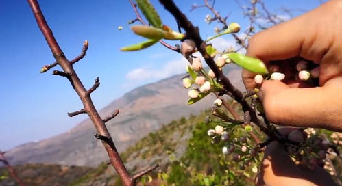 腊梅作为行道树的优点