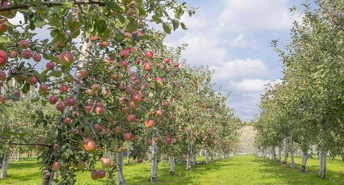 果树下雨后打农药的讲究