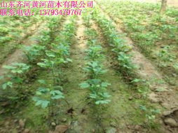 第三步：堪质量