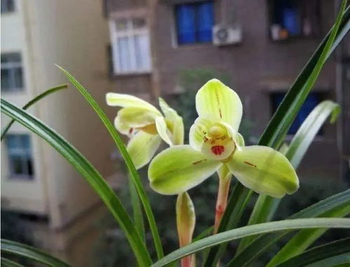 兰花发芽缓慢的原因