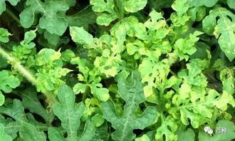 乙嘧酚：草莓、 西瓜、黄瓜的“保护神”