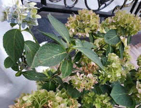 无尽夏花后修剪具体步骤是怎样的？