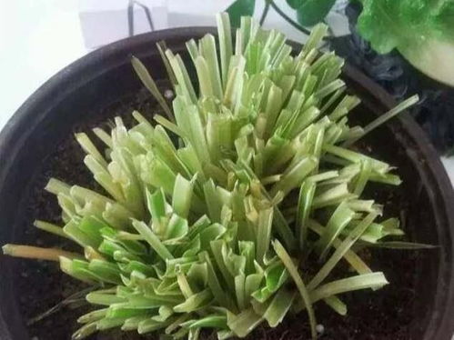 第一步：找出该剪的叶子