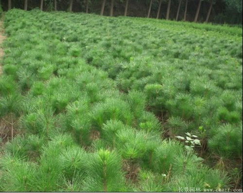 黑松的供应与栽植时间