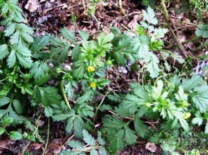 适合种植在小区里的花卉