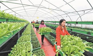 四、 种植管理方法：清明后地温稳定了就能种
