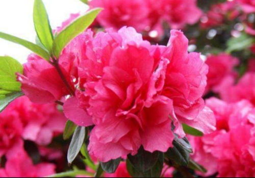 杜鹃花配土：酸性土壤是关键，选对土壤种植更易成活！